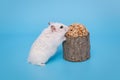 Small white Dzhungarian hamster and a grain Royalty Free Stock Photo