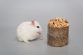 Small white Dzhungarian hamster and a grain delicacy Royalty Free Stock Photo