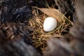 Small white egg in wild bird nest in the hollow of a tree Royalty Free Stock Photo