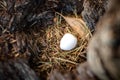 Small white egg in wild bird nest in the hollow of a tree Royalty Free Stock Photo