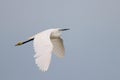 Small white egret water bird flight