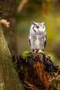 A small white-faced owl sits on a moss-covered trunk. The plumage forms a beautiful contrast to the autumnal forest