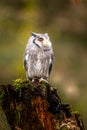 A small white-faced owl sits on a moss-covered trunk. The plumage forms a beautiful contrast to the autumnal forest