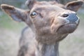 Small white fallow deer. zoo Royalty Free Stock Photo