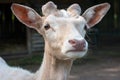 small white fallow deer zoo. Royalty Free Stock Photo