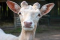small white fallow deer in zoo. Royalty Free Stock Photo