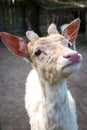 Small white fallow deer Farm for animals Royalty Free Stock Photo