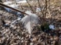 Small, white feather of a bird on a branch of a shrub in winter