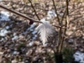Small, white feather of a bird on a branch of a shrub in winter