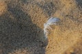 A small white feather of a bird on the sandy bank of the river. White gull feather close-up on the sand. Bright pleasant sunlight,