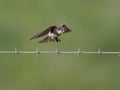 a small bird is on the barbwire fence with grass in the background Royalty Free Stock Photo