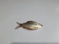 Small white Fish image in white Background, Fish image, Background Blur, Selective Focus