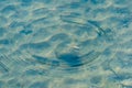 Small white fish swimming around near the surface of glear blue water.. Royalty Free Stock Photo