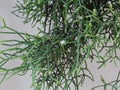 Small white flower of Cactus Mistletoe Clover, Rhipsalis, Epiphytic plant, is a popular plant grown ornamental garden hanging