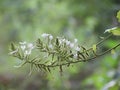 Small white flower of Ceylon leadwort, White leadwort. Herb plan