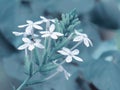 Small white flower of Ceylon leadwort, White leadwort or Plumbago zeylanica. Herb plant with beautiful flowers in the garden..