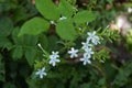 Small white flower of Ceylon leadwort, White leadwort or Plumbago zeylanica.