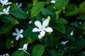 Small white flower Royalty Free Stock Photo