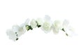 Small White Flower Crown Front View isolated on white background with clipping paths Royalty Free Stock Photo