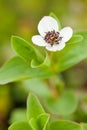 A small white flower with a dark core grows in a swamp in the forest. Close-up shooting. Royalty Free Stock Photo