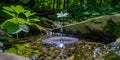 A small white flower delicately balancing on a puddle of water Royalty Free Stock Photo