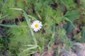 Small white flower of a field camomile Royalty Free Stock Photo