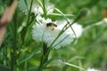 Small White Flower