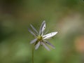 Small white flower in the grass Royalty Free Stock Photo