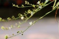 Small white flower on green branch Royalty Free Stock Photo