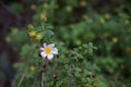 Small white flower isolated on green background Royalty Free Stock Photo