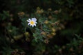 Small white flower isolated on green background in the countryside Royalty Free Stock Photo