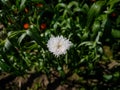 A small white flower macro shot in the morning in the winter season Royalty Free Stock Photo