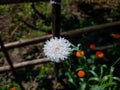 A small white flower macro shot in the morning in the winter season Royalty Free Stock Photo