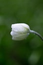 Small white flower macro Royalty Free Stock Photo