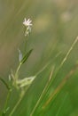 Small white flower Royalty Free Stock Photo