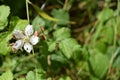 Small white flower, Mendips Royalty Free Stock Photo