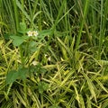 A Small White Flower In The Middle Of The Grass