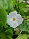 Small white flower are plnted Royalty Free Stock Photo