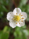 Small white flower at roadside, macro photo in rainy day, Royalty Free Stock Photo
