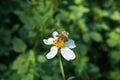 Small white flower Spanish needle with bee sucking nectar Royalty Free Stock Photo