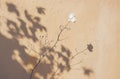 Small White Flower on Table Royalty Free Stock Photo