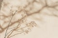 Small White Flower on Table Royalty Free Stock Photo