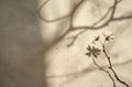 Small White Flower on Table Royalty Free Stock Photo