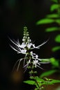 Small white flower