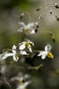 Epimedium brevicornu Royalty Free Stock Photo