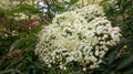 Small white pretty flowers from a Rose garden Royalty Free Stock Photo