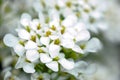 Small white flowers Royalty Free Stock Photo