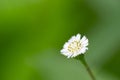 Small white flowers against a green background. Royalty Free Stock Photo