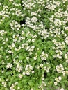 Small white flowers of a Allysum flowering plant Royalty Free Stock Photo