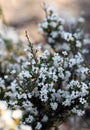 Small white flowers of the Australian native Peach Heath Lissanthe strigosa, family Ericaceae Royalty Free Stock Photo